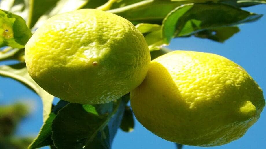 lemons from sicily