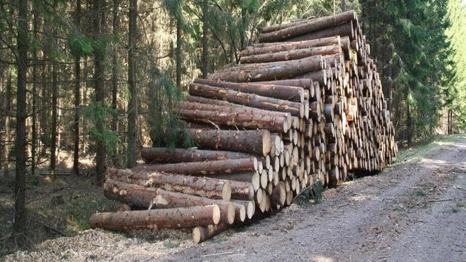 spruce logs by the road