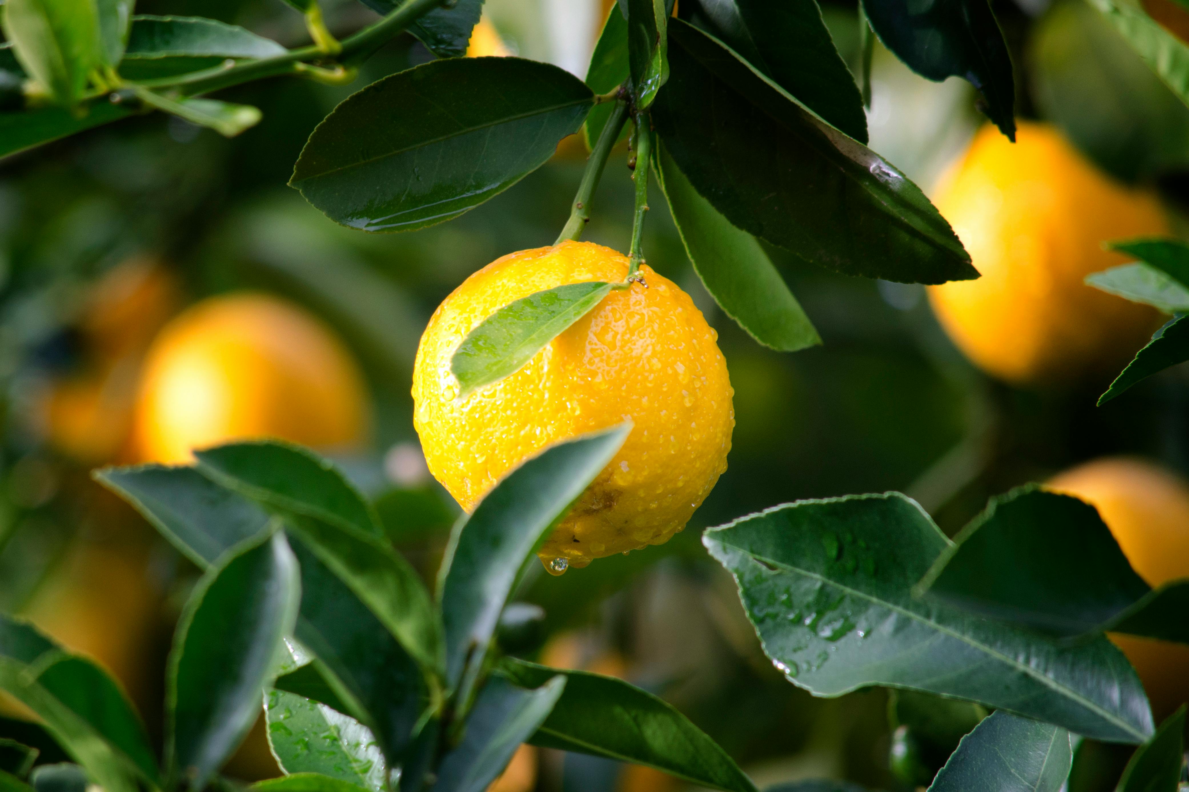 Organically grown Lemons from Sicily