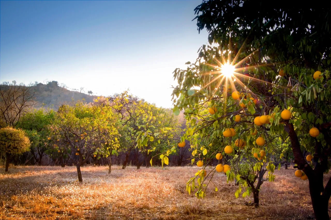 Lemon cultivation