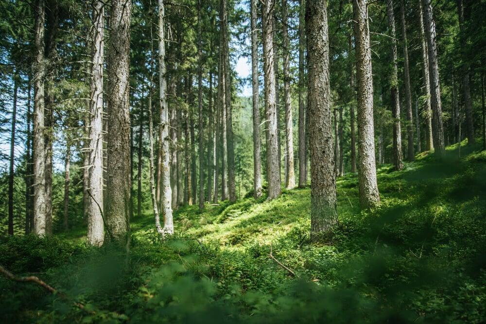 Swedish Forest Agency requests 100 million SEK