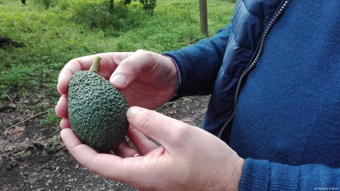 Around Etna, the generation of the under-30-year-olds feels the urge to try to make a living with agriculture — many are trying with tropical fruits