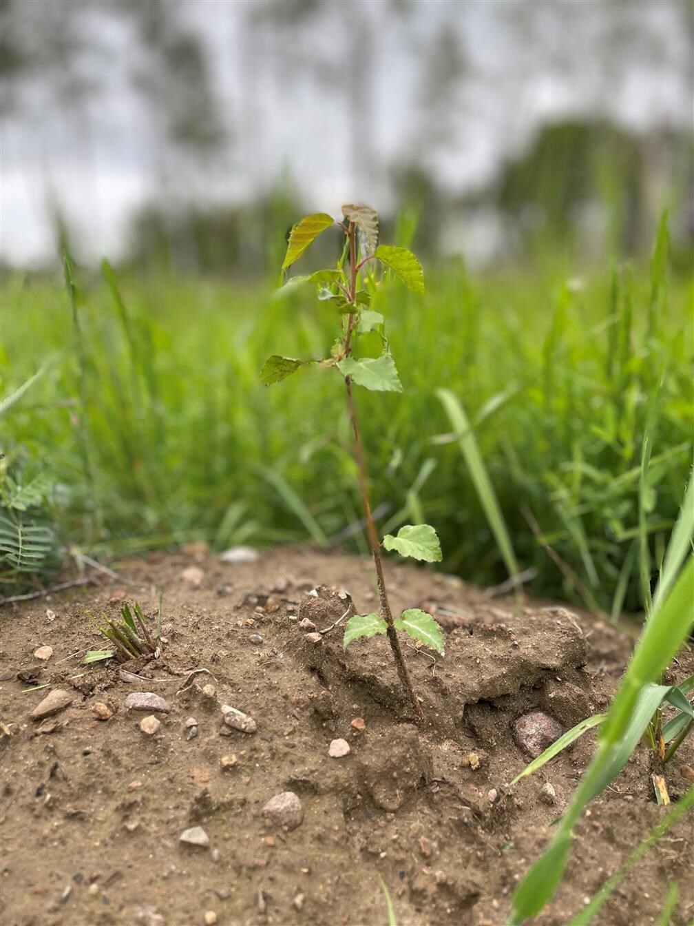 birch seedling