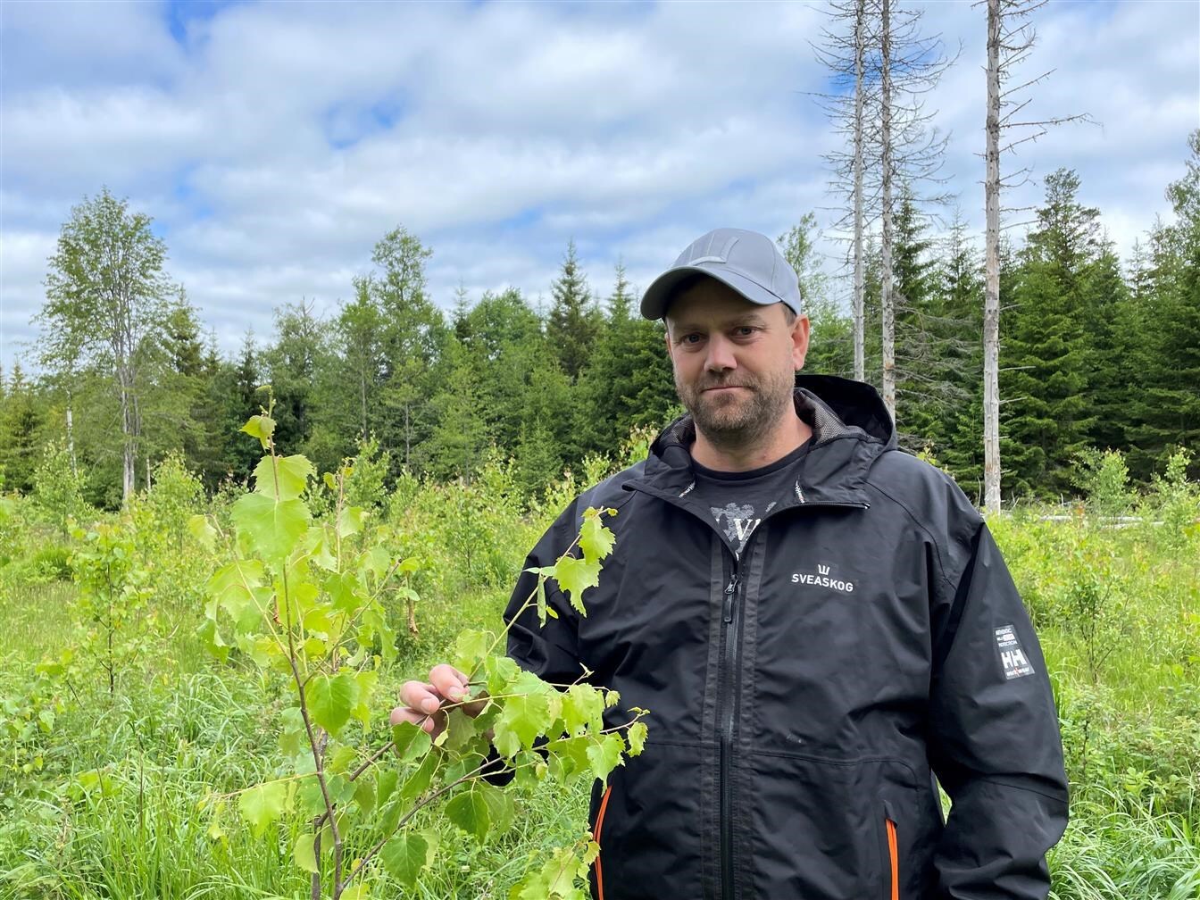 Sharp increase in delivered deciduous plants