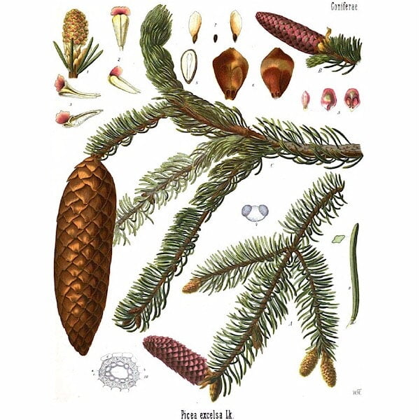 Norway Spruce