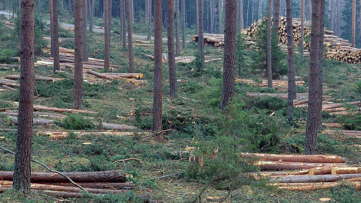 Managing forests the Swedish way