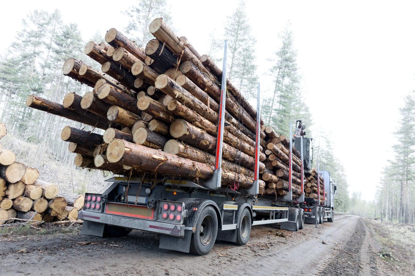 sawlogs on its way to the sawmill